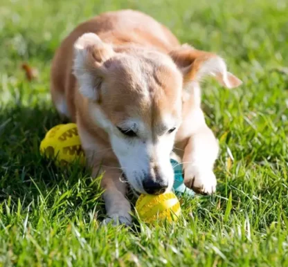 PIŁKA DLA PSA NA PRZYSMAKI GRYZAK GUMOWY