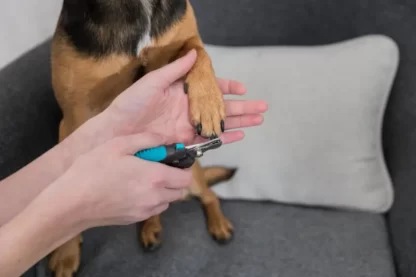 CĘGI DO PAZURÓW PSA NOŻYCZKI TRIXIE 16cm DUŻE OBCINACZKI