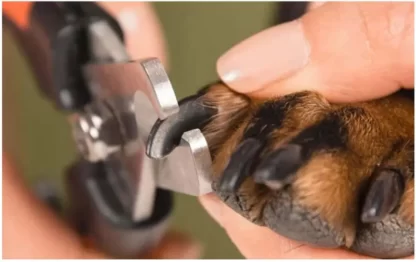 CĘGI DO PAZURÓW PSA NOŻYCZKI TRIXIE 16cm DUŻE OBCINACZKI