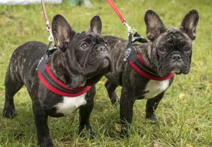 Szelki Oddychające Tre Ponti Mesh Czerwone 1