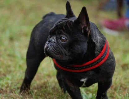 Szelki Oddychające Tre Ponti Mesh Czerwone 2