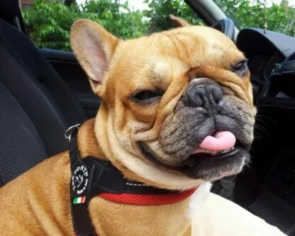 Szelki Oddychające Tre Ponti Mesh Czerwone 3