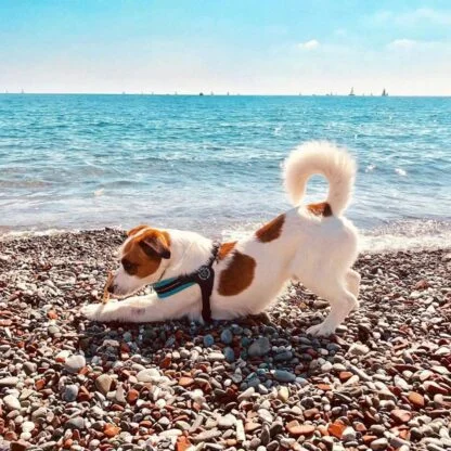 Tre Ponti Mesh Mieta13