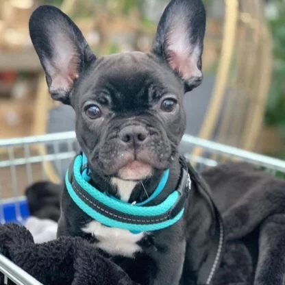 Tre Ponti Mesh Mieta3