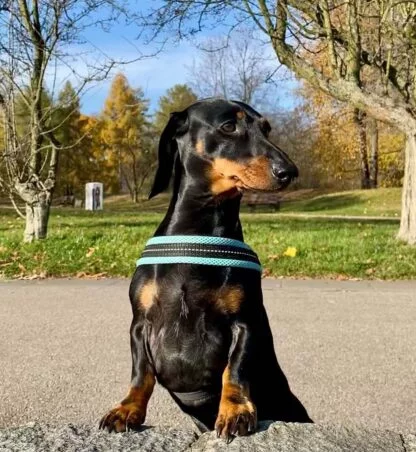 Tre Ponti Mesh Mieta5