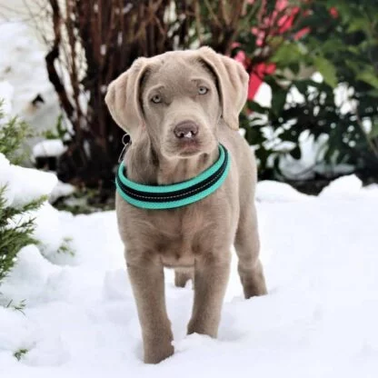 Tre Ponti Mesh Mieta6