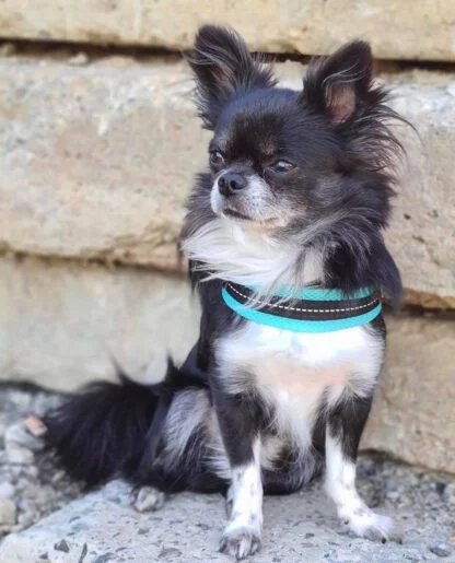 Tre Ponti Mesh Mieta7