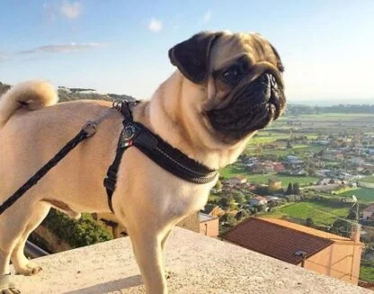 Szelki Tre Ponti Mesh Czarne2