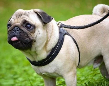 Szelki Tre Ponti Mesh Czarne3