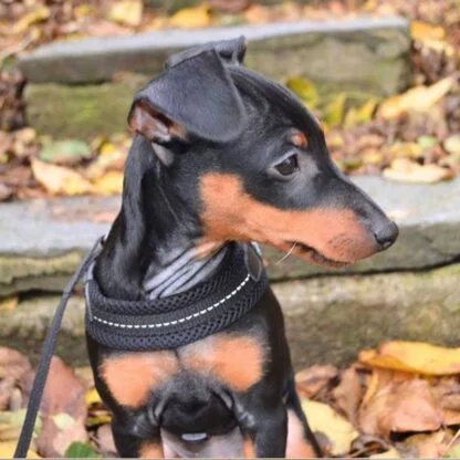 Szelki Tre Ponti Mesh Czarne5