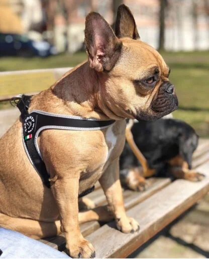 Tre Ponti Szelki Dla Psa Czarne2