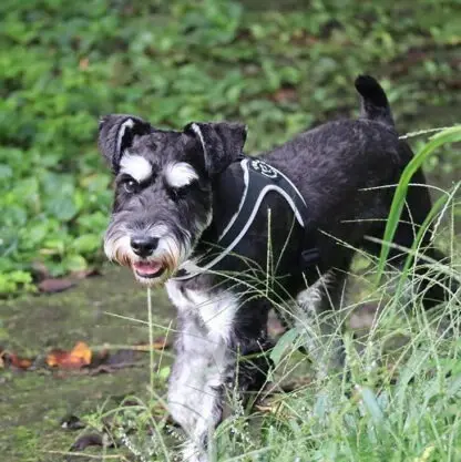 Tre Ponti Szelki Dla Psa Czarne5
