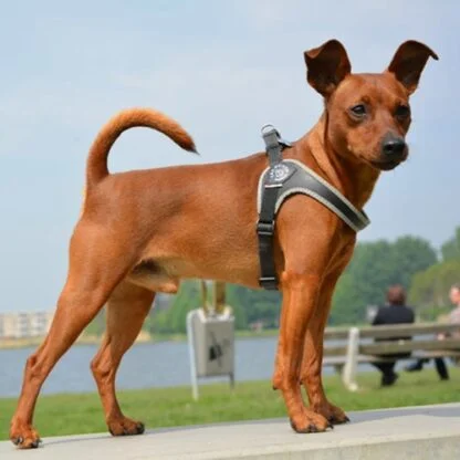 Tre Ponti Szelki Dla Psa Czarne6