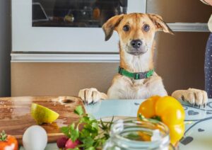 Pies Z Zaciekawieniem Patrzy Na Stol Z Jedzeniem Przygotowanym Na Wirtualna Lekcje Mistrzowska Online Przygotowana Zdrowa Zywnoscia W Kuchni W Domu