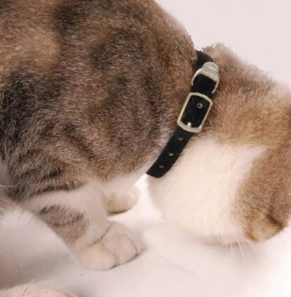 Obroża dla kota psa welurowa materiałowa.