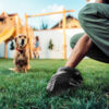 Woman Picking Up Dog Poop From The Lawn
