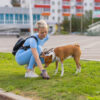 People Working As Dog Sitter, Girl With French Poodle Dog In Park. The Young Hispanic Woman Picks Up Her Pet's Poo With Plastic Bag.