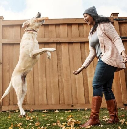 Gryzak dla psa z drewna kawowego xl dla dużego psa.
