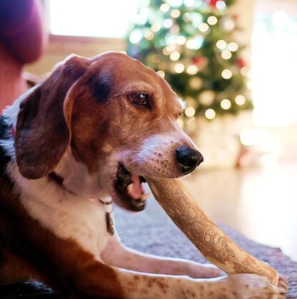 Gryzak dla psa z drewna kawowego