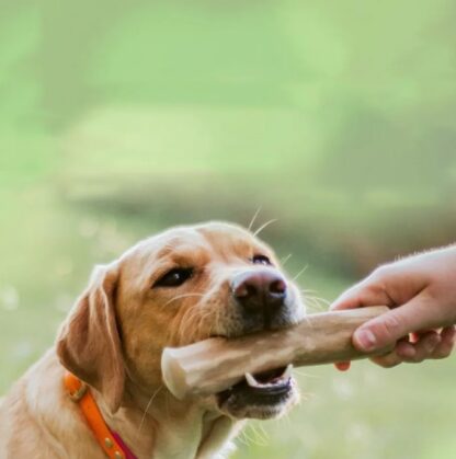 Gryzak dla psa z drewna kawowego xl.