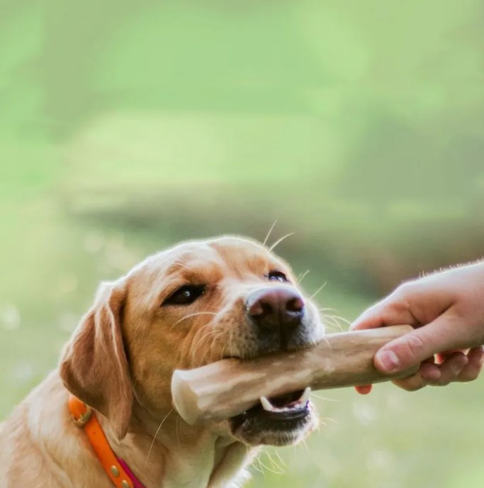 Gryzak dla psa z drewna kawowego xl.